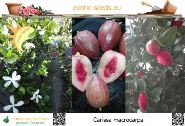 Carissa macrocarpa, Natalpflaume, 10 Samen